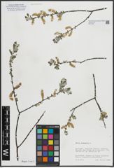 Foto von Salix arenaria L.